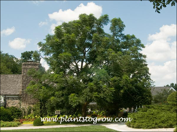 Kentucky Coffee Tree (Gymnocladus dioicus)
A large old plant at the gardens.